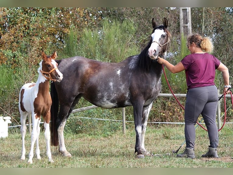 Arabian horses Mare 11 years 14,2 hh Black in GOVEN