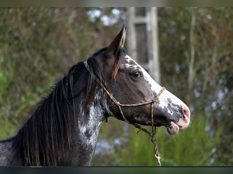 Arabian horses Mare 11 years 14,2 hh Black in GOVEN