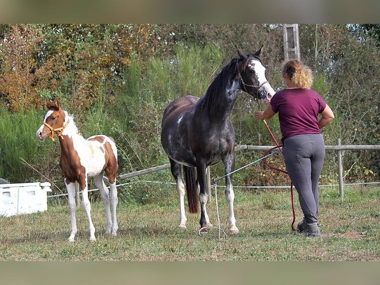 Arabian horses Mare 11 years 14,2 hh Black in GOVEN