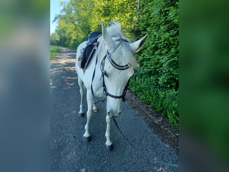 Arabian horses Mare 11 years 14,2 hh Gray-Fleabitten in Siegershausen