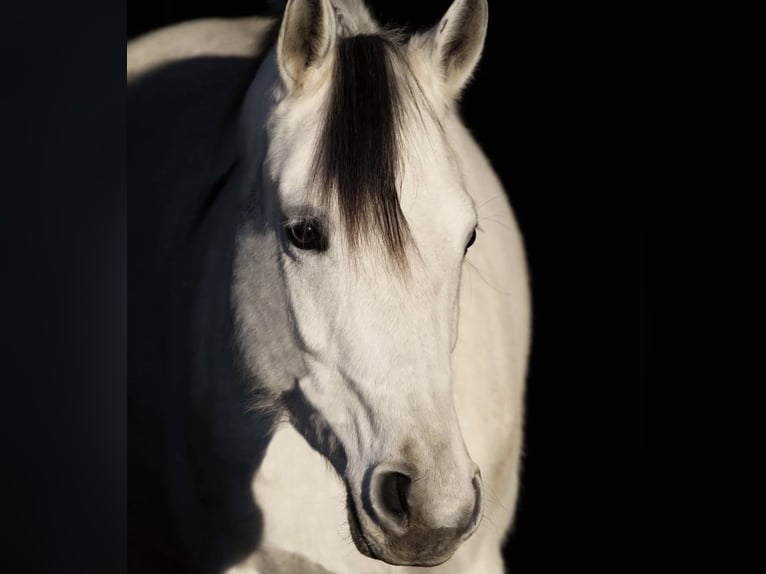 Arabian horses Mare 11 years 14.2 hh Grey in Kempten