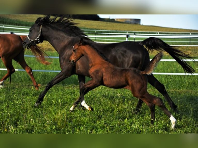 Arabian horses Mare 11 years 14.3 hh Black in Ehingen an der Donau