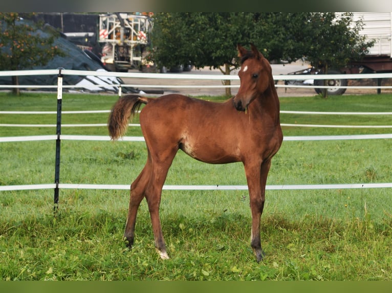 Arabian horses Mare 11 years 14.3 hh Black in Ehingen an der Donau