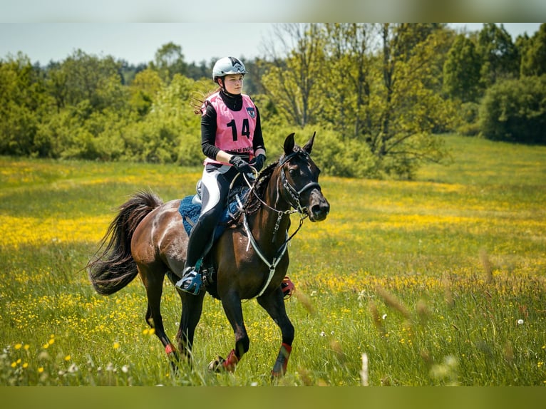 Arabian horses Mare 11 years 14,3 hh Black in Zábřeh