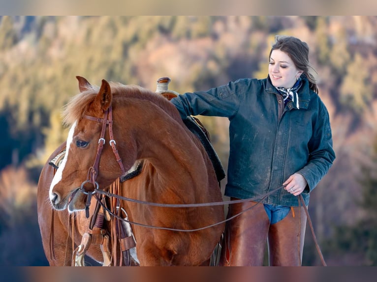 Arabian horses Mare 11 years 14.3 hh Chestnut-Red in Oberstaufen