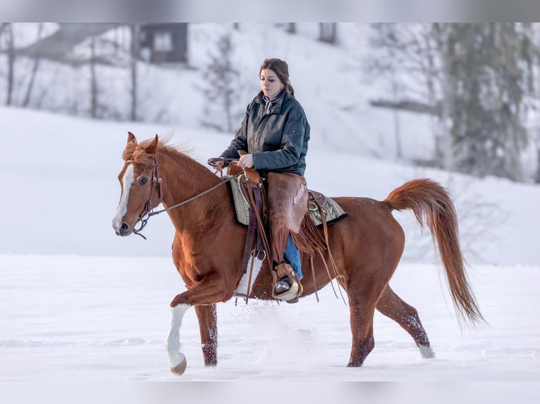 Arabian horses Mare 11 years 14.3 hh Chestnut-Red in Oberstaufen