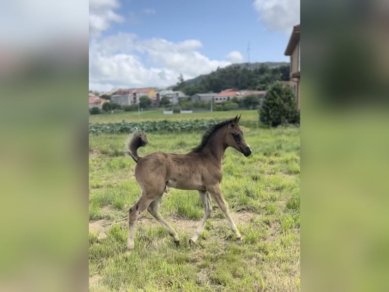 Arabian horses Mare 11 years 14,1 hh Black in Tufions, Vimianzo