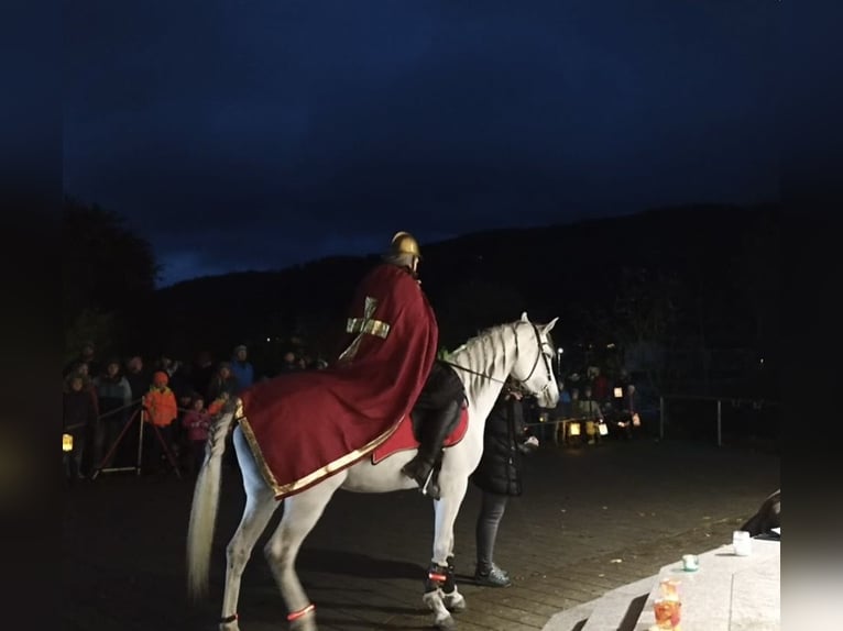 Arabian horses Mare 11 years 14,2 hh Grey in Kempten