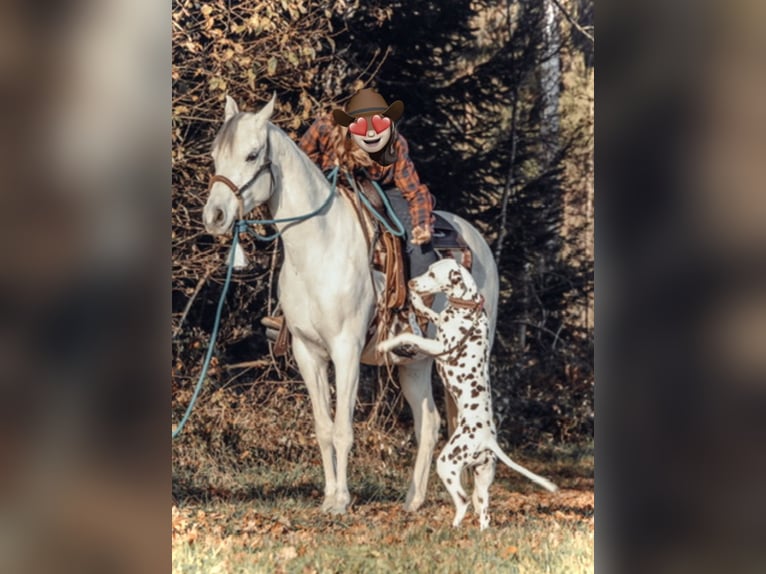 Arabian horses Mare 11 years 14,2 hh Grey in Kempten