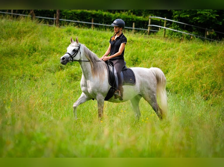 Arabian horses Mare 11 years 14,3 hh Grey in Amtzell