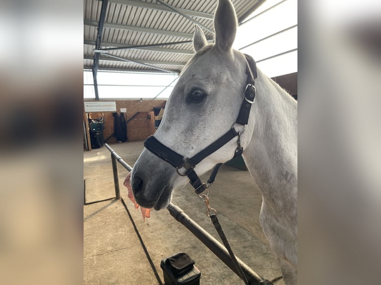 Arabian horses Mare 11 years 15.1 hh Grey in Burgwedel