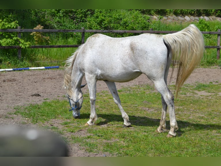 Arabian horses Mare 11 years 15,2 hh Gray in Schwerin