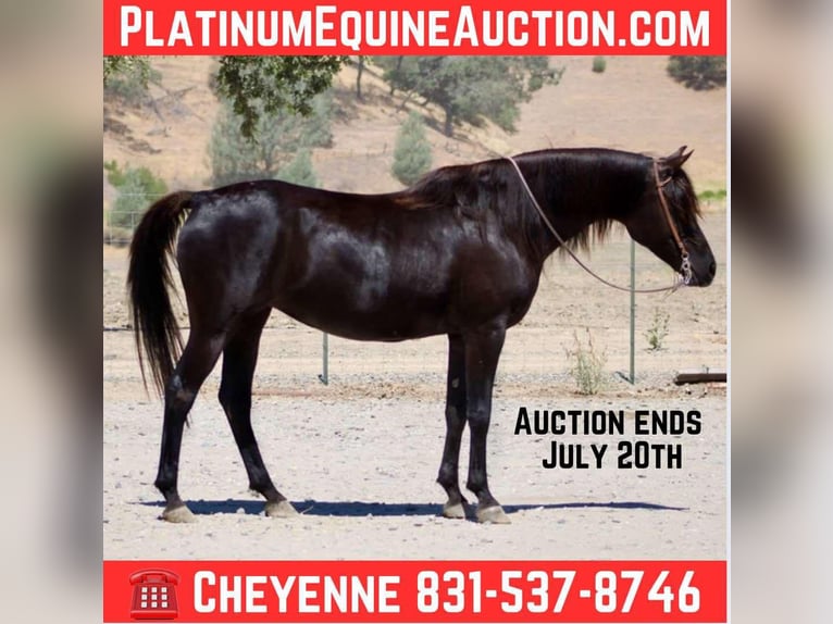 Arabian horses Mare 11 years 15 hh Black in Bitterwater CA