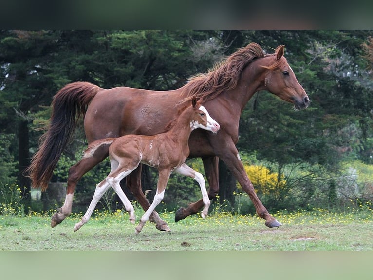 Arabian horses Mare 11 years 15 hh Chestnut in GOVEN