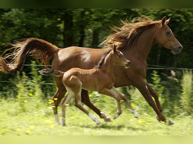 Arabian horses Mare 11 years 15 hh Chestnut in GOVEN