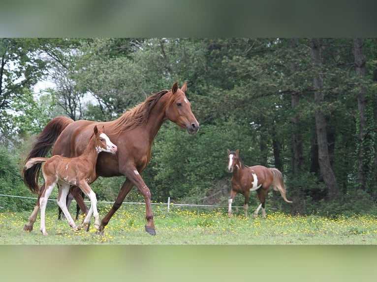 Arabian horses Mare 11 years 15 hh Chestnut in GOVEN