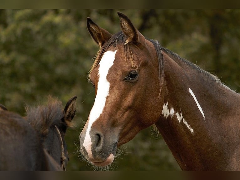 Arabian horses Mare 11 years 15 hh Chestnut in GOVEN