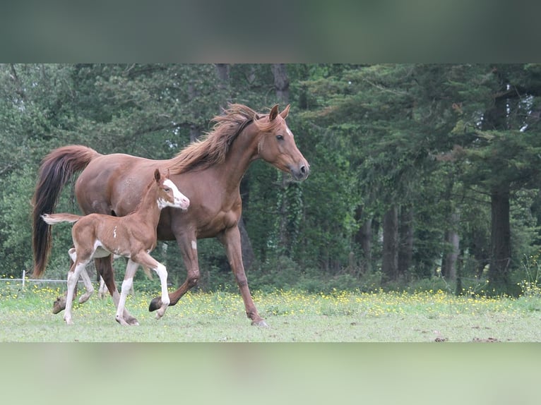 Arabian horses Mare 11 years 15 hh Chestnut in GOVEN