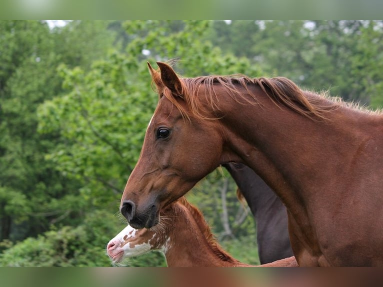 Arabian horses Mare 11 years 15 hh Chestnut in GOVEN