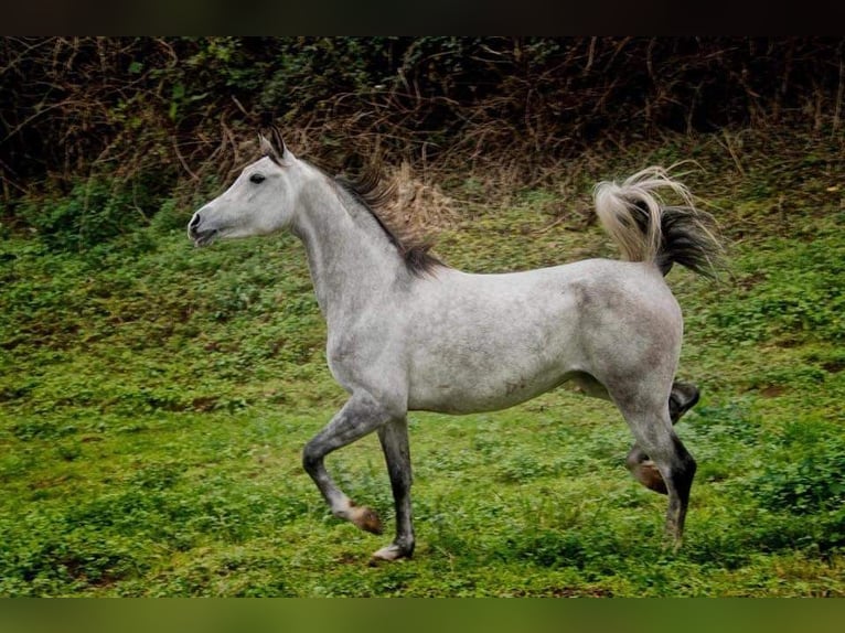 Arabian horses Mare 11 years 15 hh Gray in Carasa