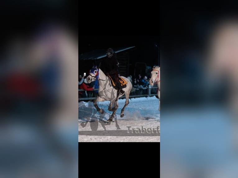 Arabian horses Mare 11 years 15 hh Grey-Red-Tan in Saalfelden