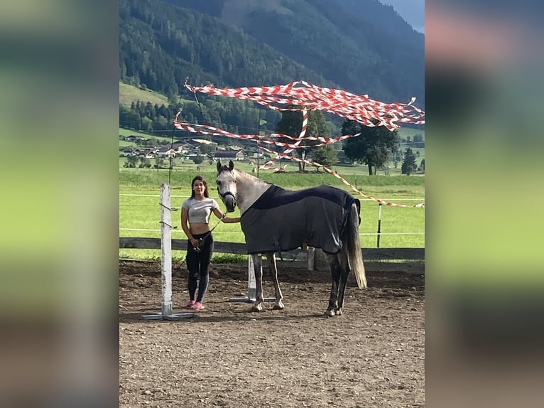Arabian horses Mare 11 years 15 hh Grey-Red-Tan in Saalfelden