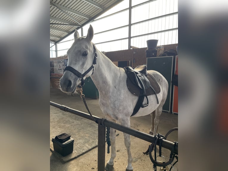 Arabian horses Mare 11 years 15,1 hh Grey in Burgwedel