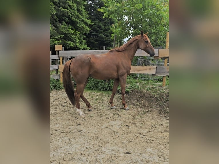 Arabian horses Mare 11 years 15,2 hh Chestnut-Red in Möggers Arabian horses Mare 11 years 15,2 hh Chestnut-Red in Möggers