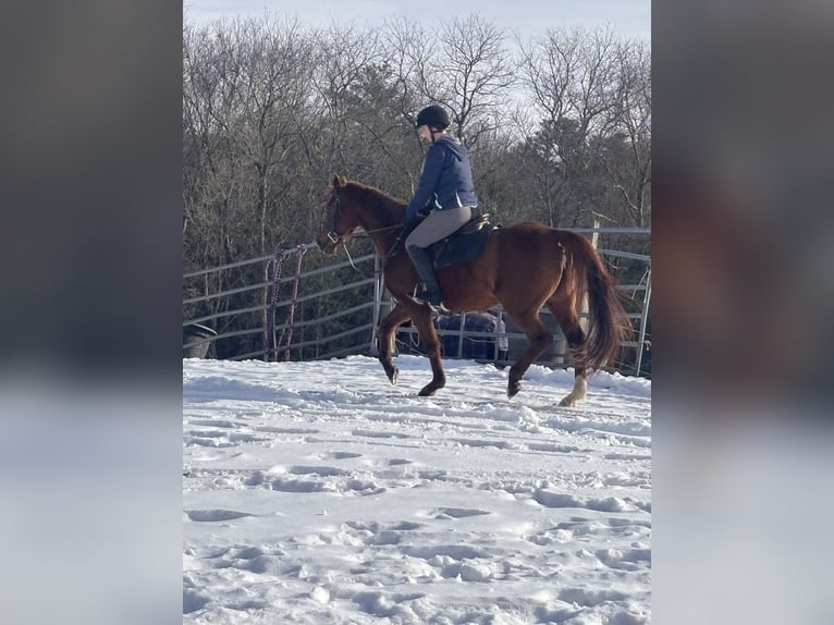 Arabian horses Mix Mare 11 years 16 hh Chestnut in Cherry Valley