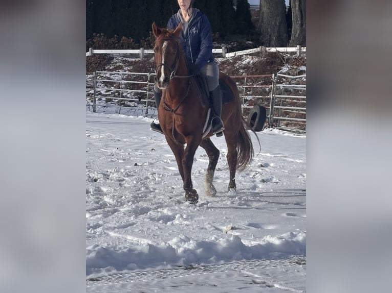 Arabian horses Mix Mare 11 years 16 hh Chestnut in Cherry Valley