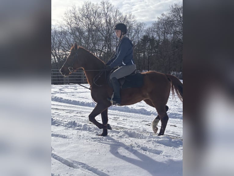 Arabian horses Mix Mare 11 years 16 hh Chestnut in Cherry Valley