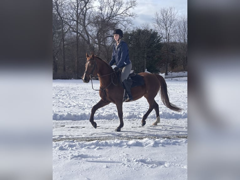 Arabian horses Mix Mare 11 years 16 hh Chestnut in Cherry Valley