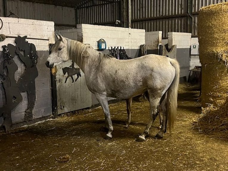 Arabian horses Mare 11 years Gray-Fleabitten in Carlow