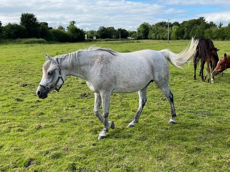 Arabian horses Mare 11 years Gray-Fleabitten in Carlow