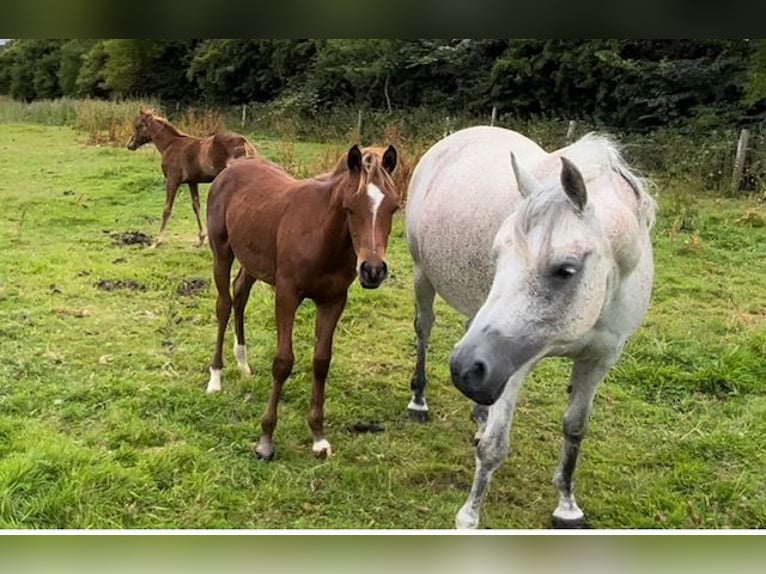 Arabian horses Mare 11 years Gray-Fleabitten in Carlow