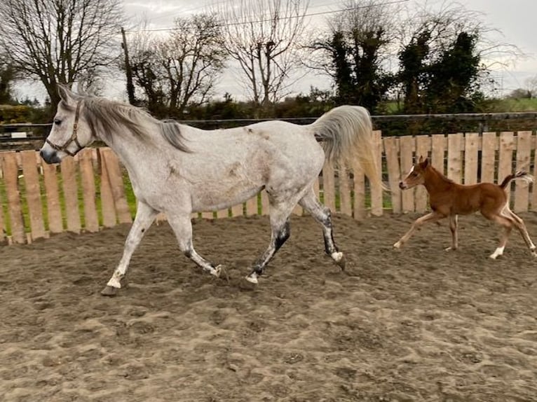 Arabian horses Mare 11 years Gray-Fleabitten in Carlow