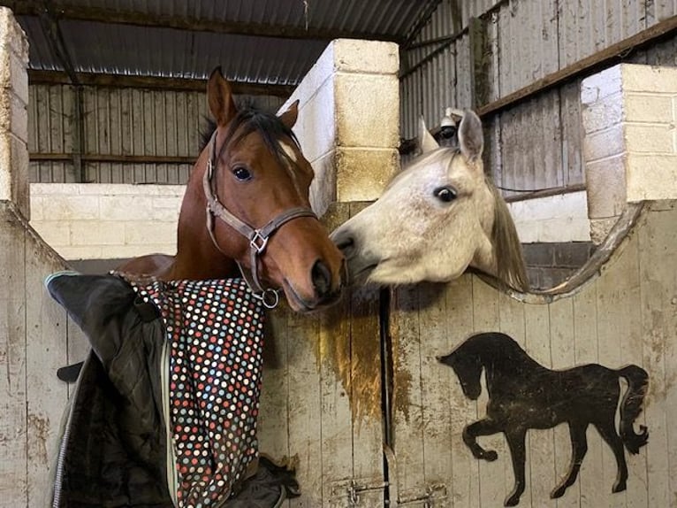 Arabian horses Mare 11 years Gray-Fleabitten in Carlow