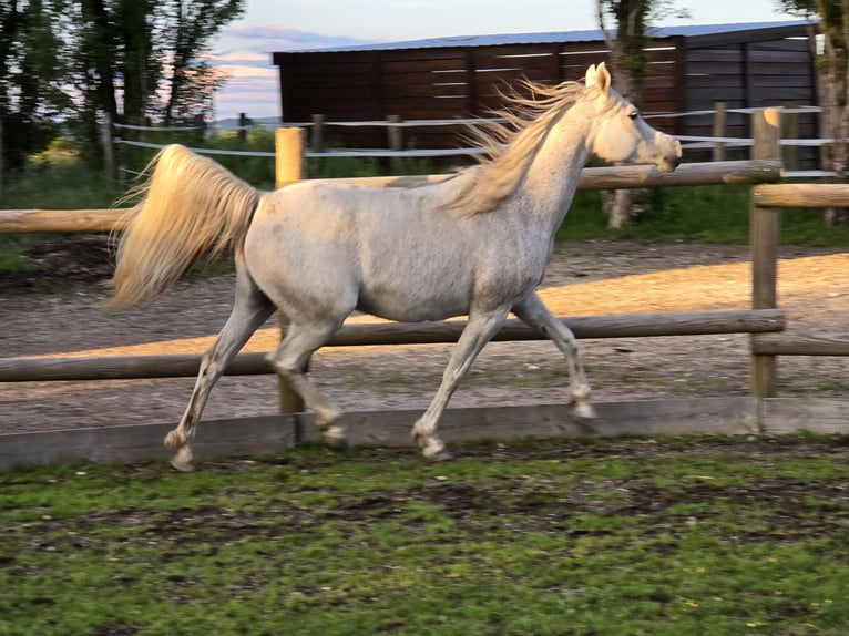 Arabian horses Mare 11 years Grey-Fleabitten in Beffes Arabian horses Mare 11 years Grey-Fleabitten in Beffes