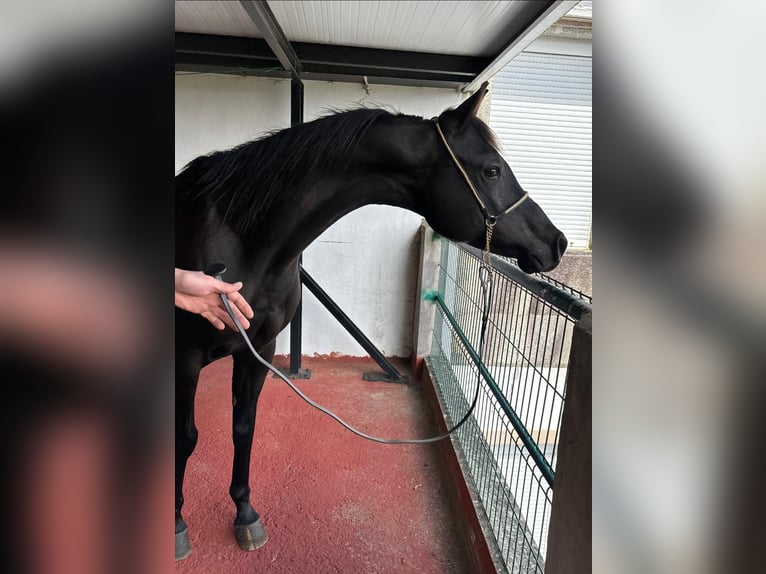 Arabian horses Mare 12 years 14.1 hh Black in Tufions, Vimianzo