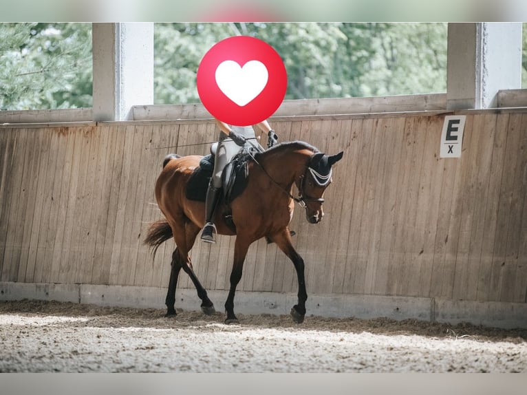 Arabian horses Mare 12 years 14.1 hh Brown in Höhnhart