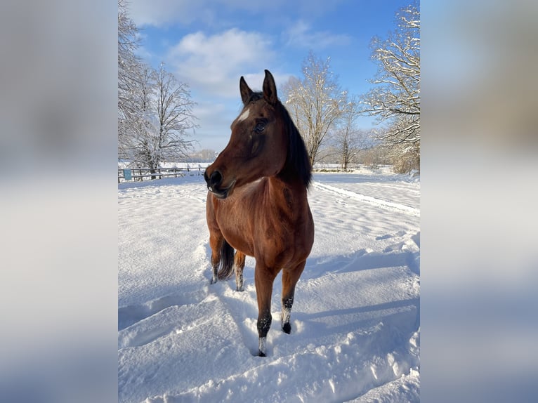 Arabian horses Mare 12 years 14.1 hh Brown in Höhnhart