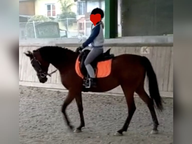 Arabian horses Mare 12 years 14.1 hh Brown in Höhnhart