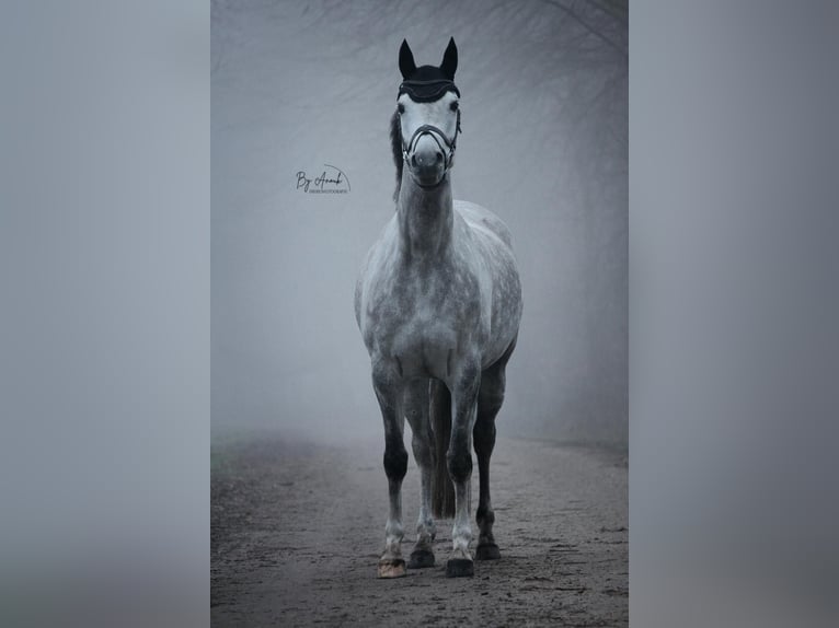 Arabian horses Mare 12 years 14.1 hh Grey in Albergen