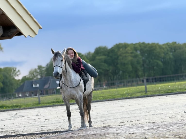 Arabian horses Mare 12 years 14.1 hh Grey in Albergen