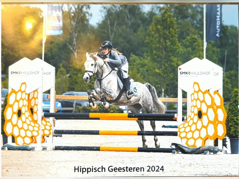 Arabian horses Mare 12 years 14.1 hh Grey in Albergen