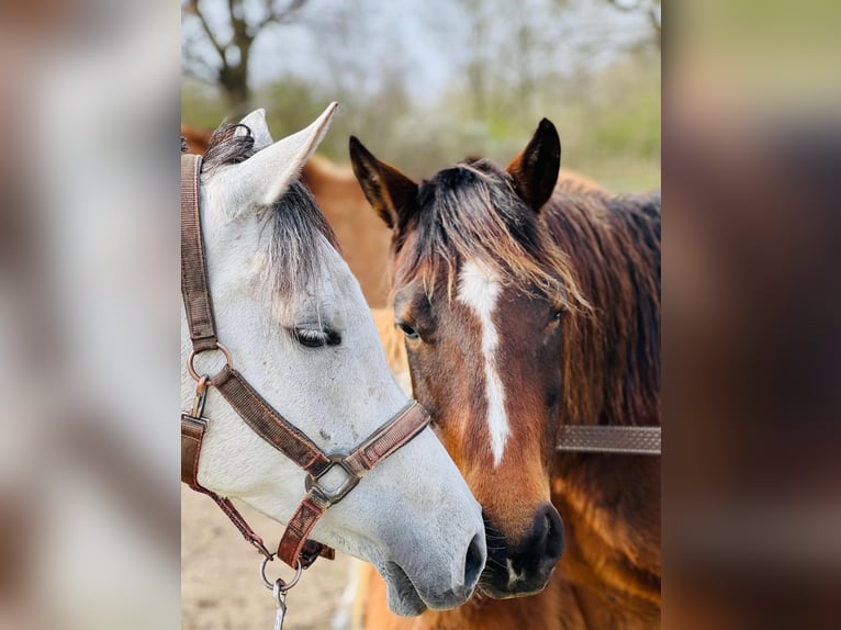 Arabian horses Mare 12 years 14.1 hh Grey in Albergen
