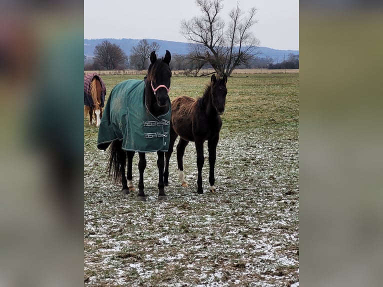 Arabian horses Mare 12 years 14,2 hh Black in Zábřeh