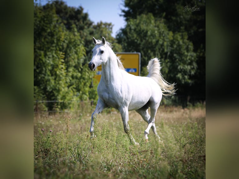 Arabian horses Mare 12 years 14,3 hh Gray in Weiden in der Oberpfalz