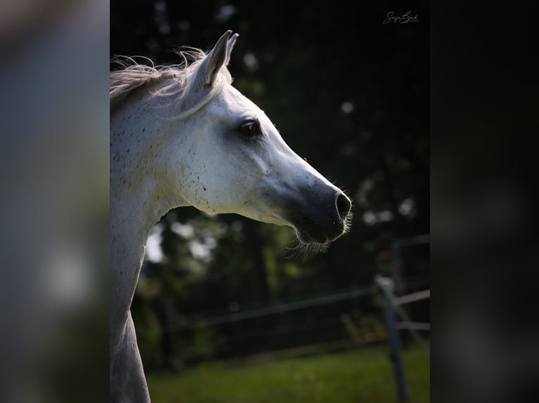 Arabian horses Mare 12 years 14,3 hh Gray in Weiden in der Oberpfalz