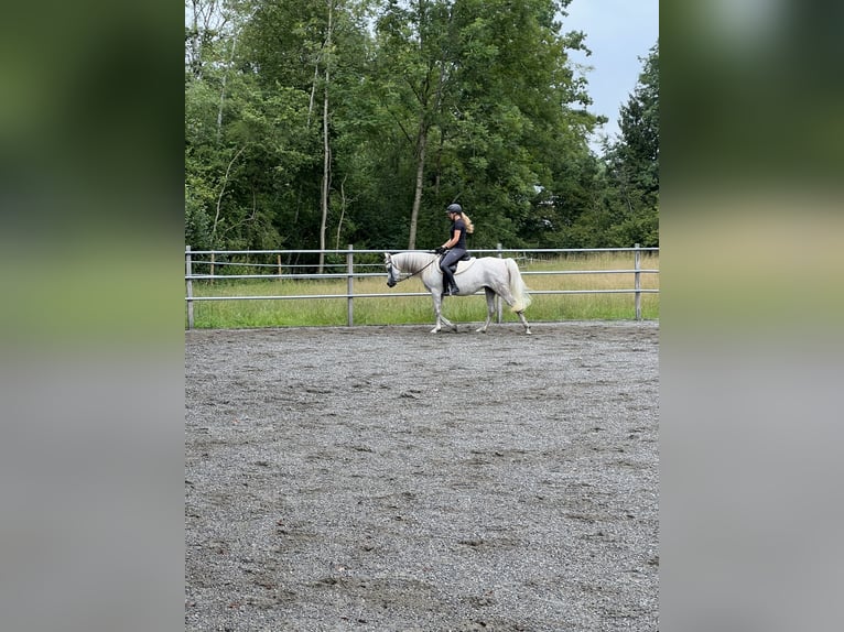 Arabian horses Mare 12 years 14.3 hh Grey in Amtzell